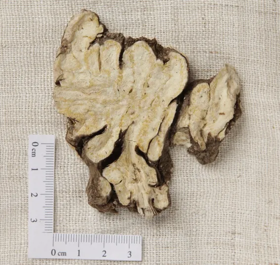 Dried Cnidium rhizome, the Qi Medicine in Blood