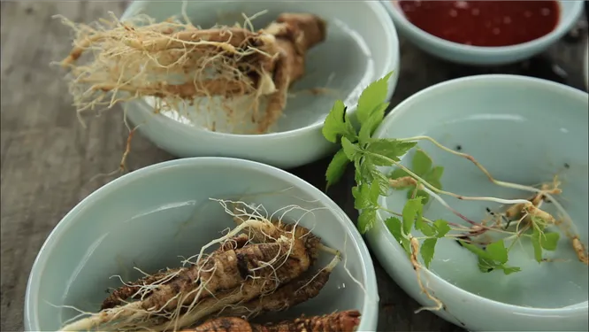 인삼 — 한방 족욕 처방에서 중심 역할을 담당하는 약재