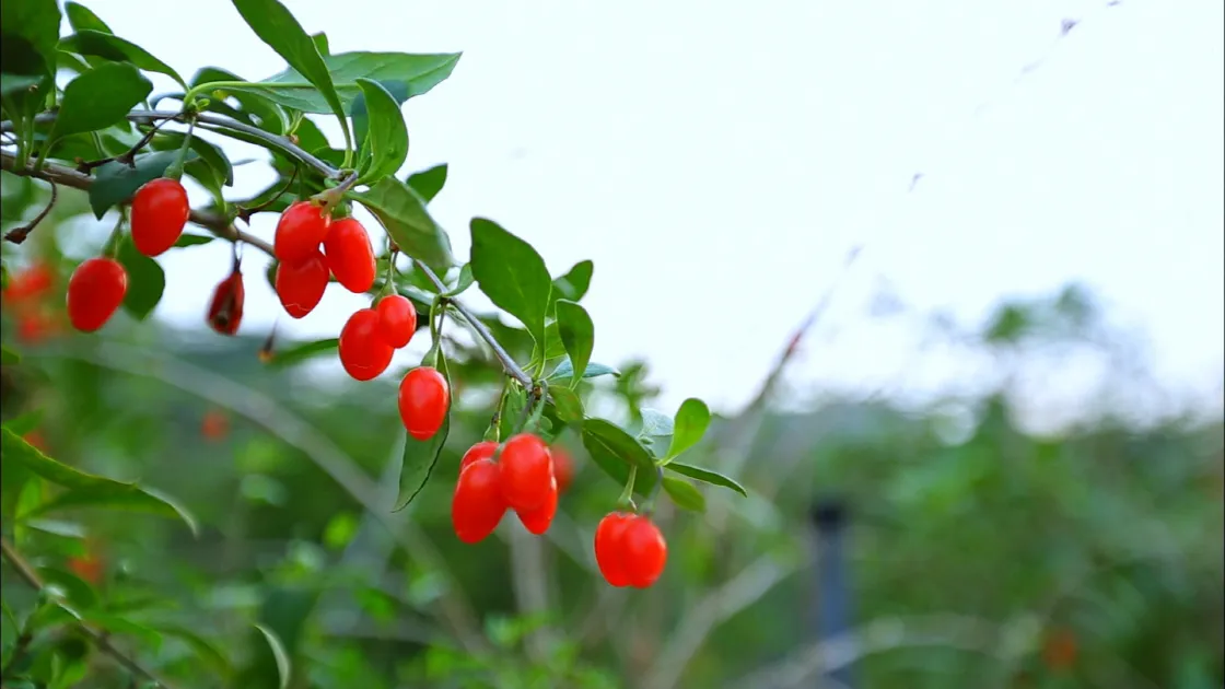 구기자나무 열매