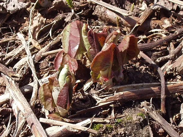 The spring shoots of hojanggeun emerging with a reddish tint