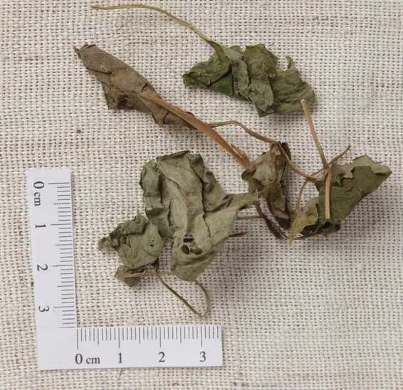 Houttuynia cordata (heartleaf) leaves
