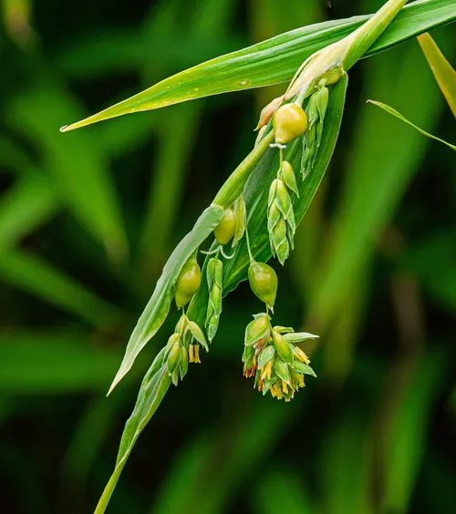 Green teardrop-shaped seeds of Job's tears (Coix lacryma-jobi) hanging from the stem