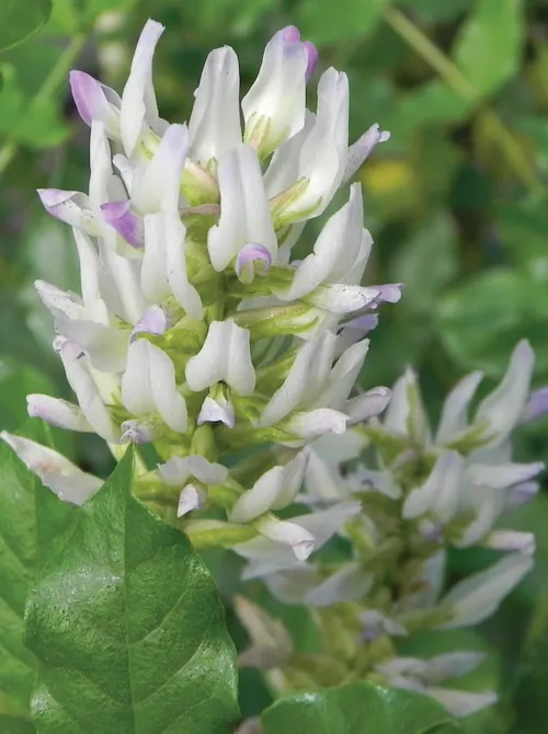 Licorice root plant in bloom with white and purple flowers