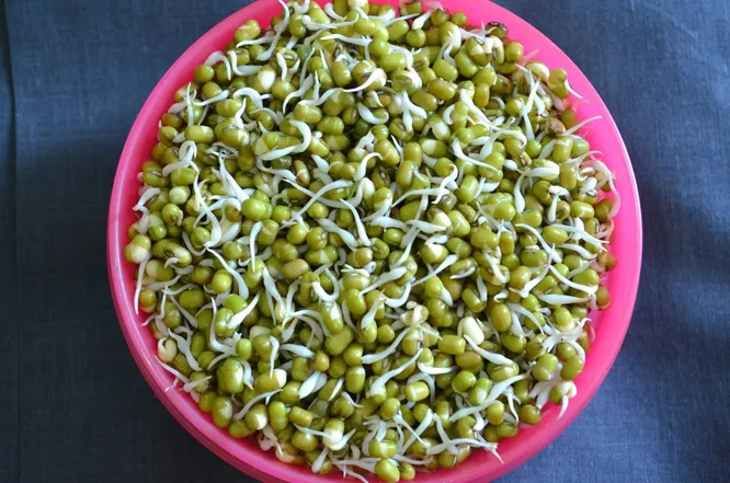 Mung beans soaked and sprouted