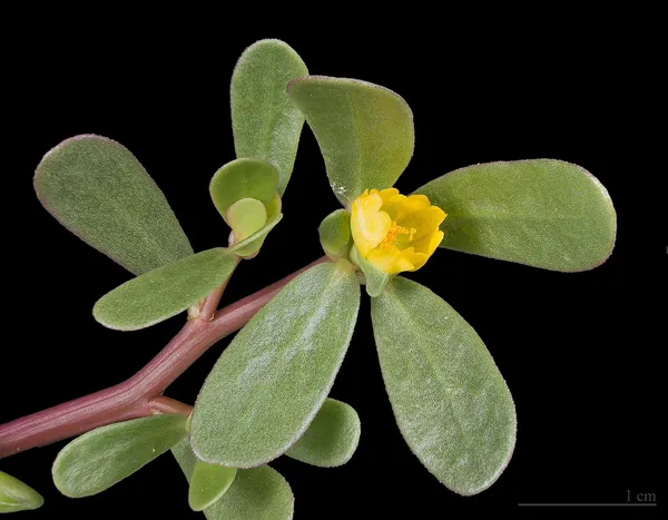 Purslane (Portulaca oleracea): fleshy green leaves, a red stem, and a small yellow flower