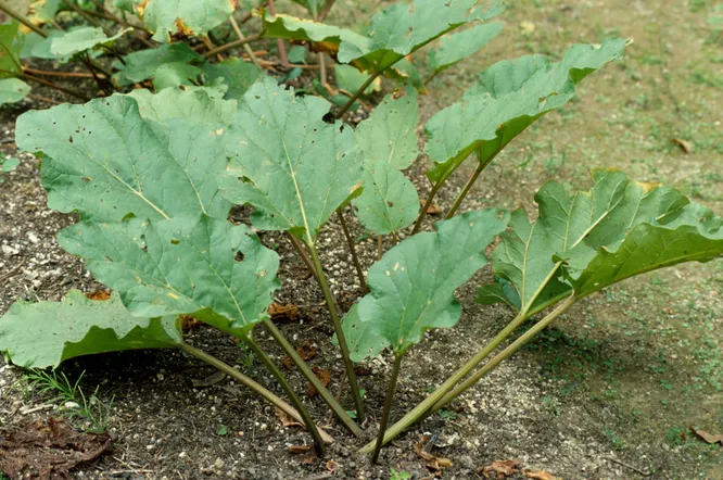 Rhubarb Plant